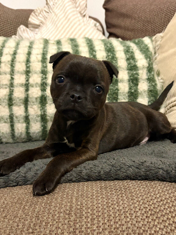 Beautiful little boy best home only please