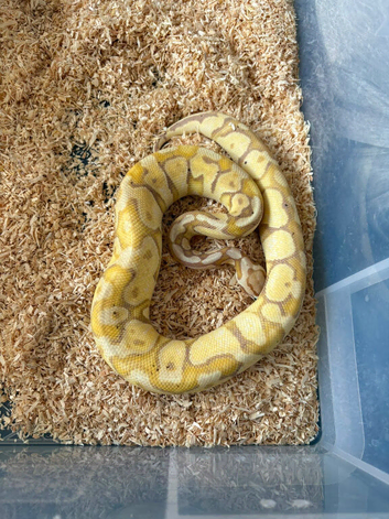 Ball pythons for sale