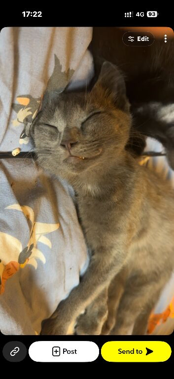 10 week old kitten