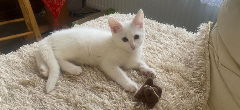 Turkish Angora & Siberian