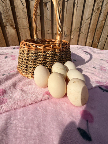 Pure bred Saxony Hatching eggs!
