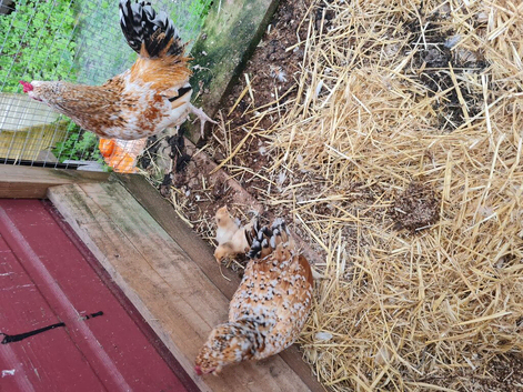 Chickens bantoms