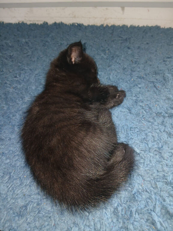 girl kittens for sale