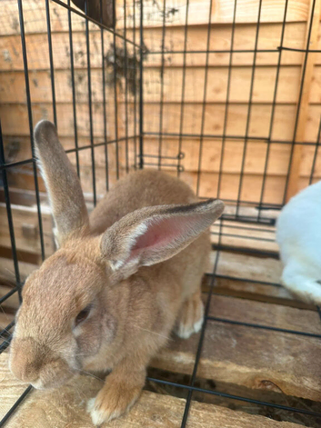 New zealand bunnies