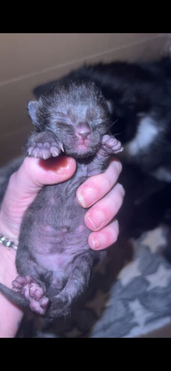 Kittens for sale