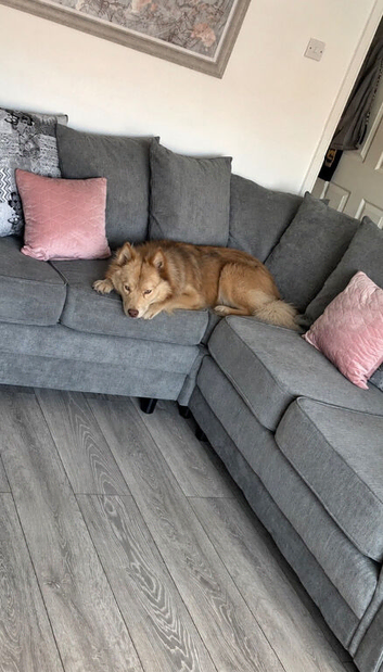 Pomsky Dog For Sale