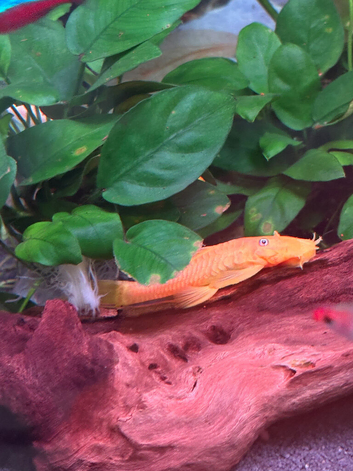 Lemon male bristlenose pleco