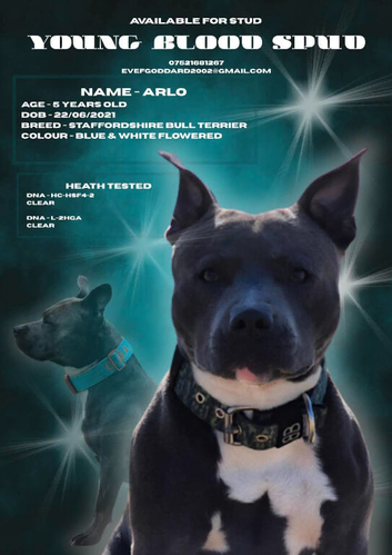 AVAILABLE FOR STUD: ARLO &ndash; BLUE & WHITE STAFFY (HEALTH TESTED CLEAR)