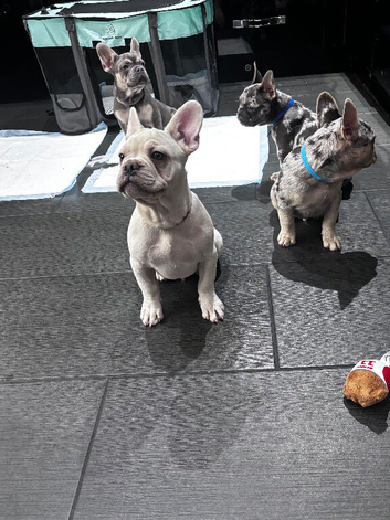 French Bull Dog Puppies for Sale
