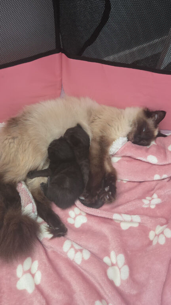 2 beautiful kittens looking for there forever home