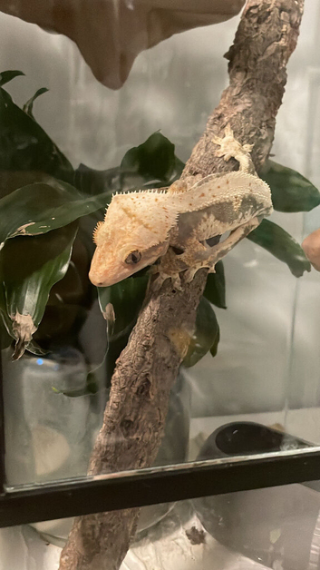 MALE PROVEN LILLY WHITE CRESTED GECKO