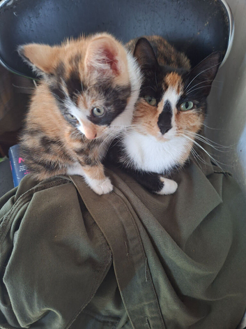 Kitten for sale