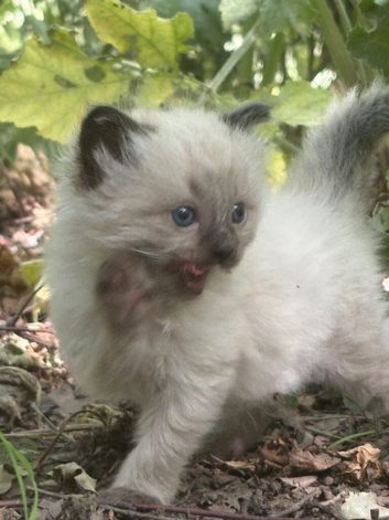 Paw pads needed