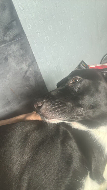 Lovely 1 year old dog
