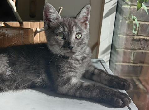 Stunning Ragdoll x British short hair boy left.