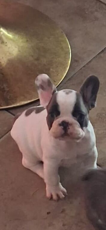 French bulldog 9 weeks old boy