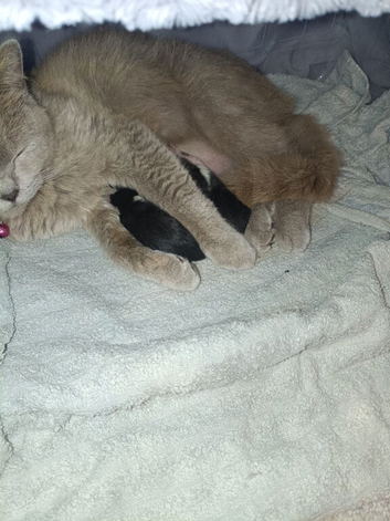 Beautiful female British Shorthair x kitten