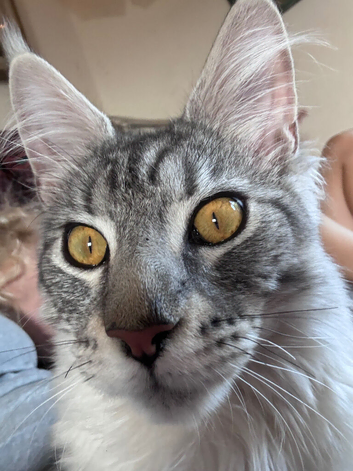 Romeo