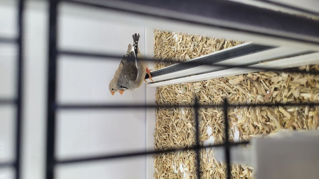 Zebra finch hens