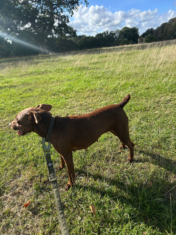 Beautiful chocolate patterdale terrier