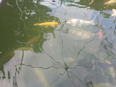 Pond closure