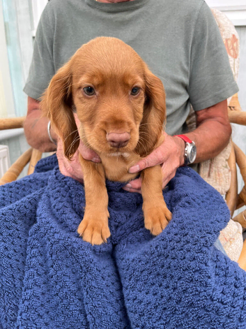 Last boy Cocker spaniel