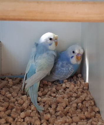 Stunning Bonded Pair of Hagaromo - Rainbow Split dun fallow