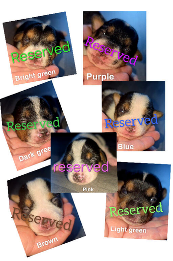 ALL RESERVED miniature jack russells