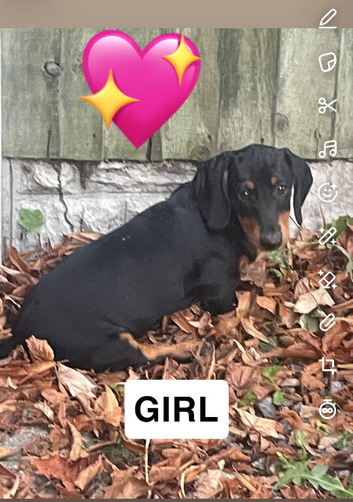 Dachshund Puppies
