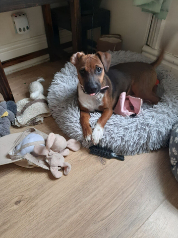 Jack Russell X