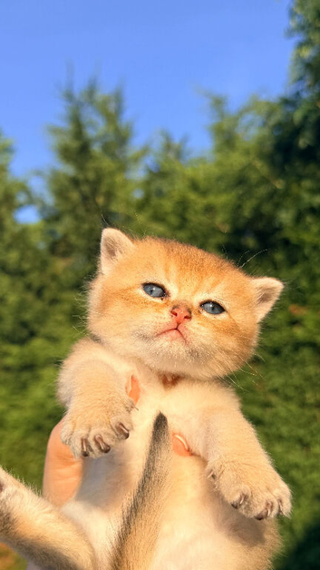 British shorthair kittens