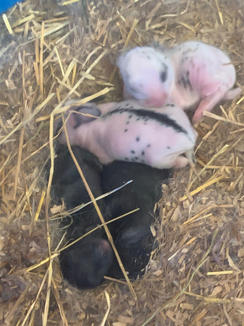 Various Rabbit kits
