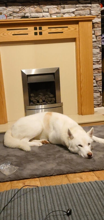 7YO Husky