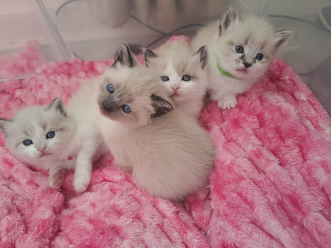 Ragdoll x siamese kittens