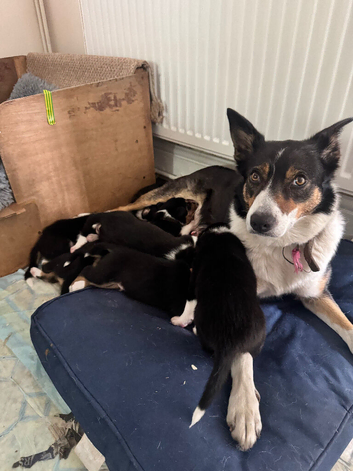 7 gorgeous Tri colour short haired border collie pups