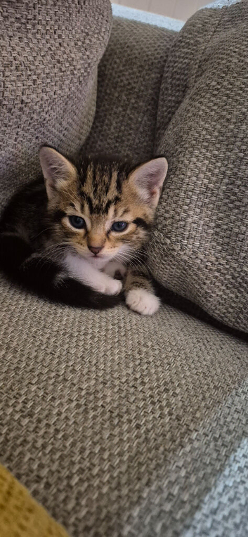 1 kitten left