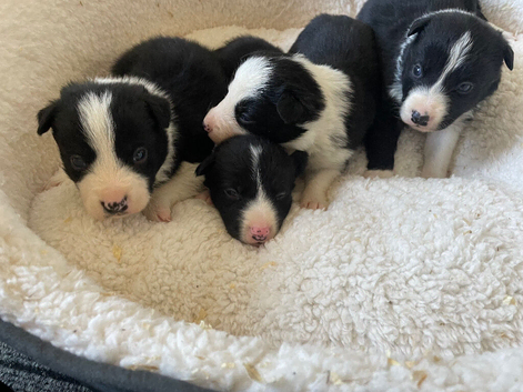 Stunning Border Collie Puppies
