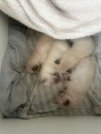 Beautiful ragdoll babies