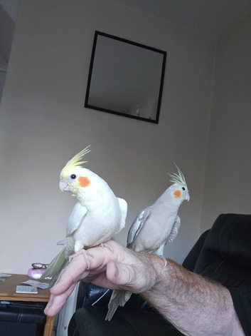 Hand tame. ONLY THE GREY ONE LEFT