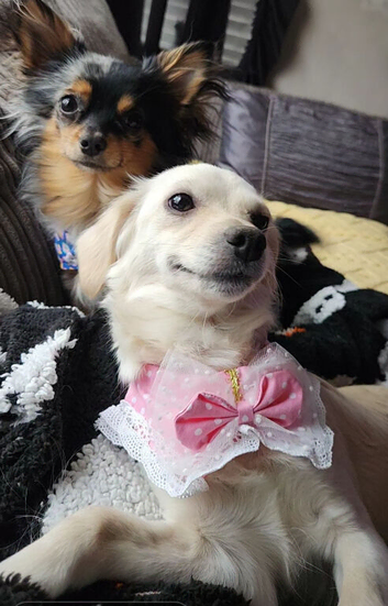 Beautiful puppies