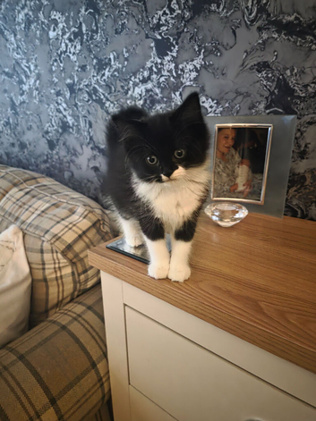 Tuxedo ragdoll  for sale in Lancaster