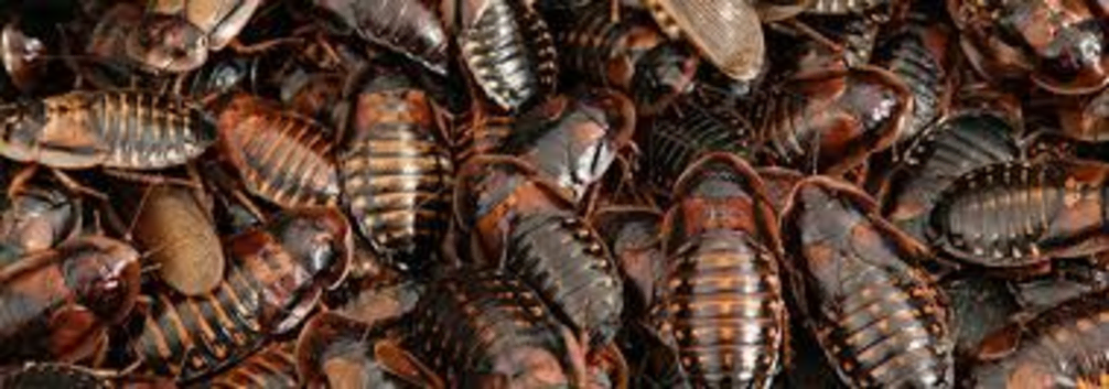 easy starter colony