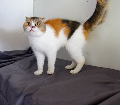 GCCF/TICA Active BSH, Scottish fold and Maine Coons for sale