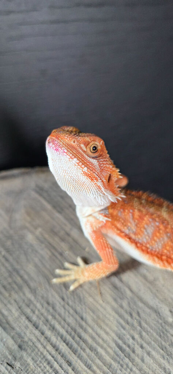 Baby bearded dragon