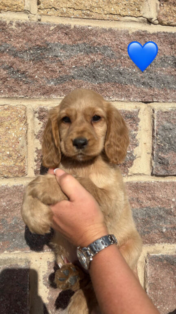 Working cocker spaniel