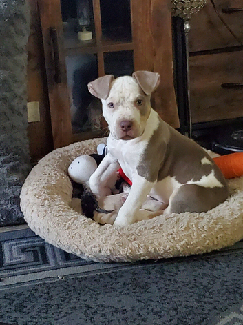 American bulldog puppy