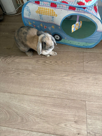 2 beautiful female minilop rabbits 6 months old