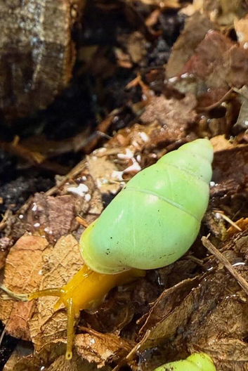 Wolf snails