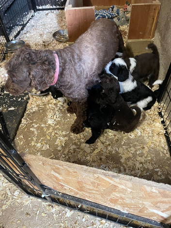 Beautiful cockapoo puppies