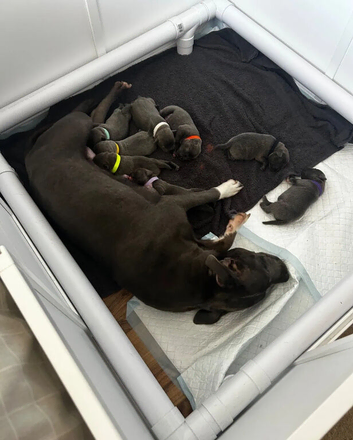 Beautiful Staffordshire Bull Terrier Puppies &mdash; 3 Boys, 3 Girls